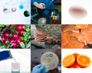 Food Safety (ISO 22000, FSSC 22000, BRCGS, GMP, HACCP, Halal)
